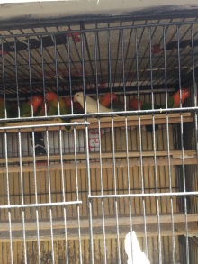 BARGAIN, 27 x young opaline Fischer love