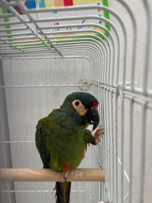 Blue winged macaw