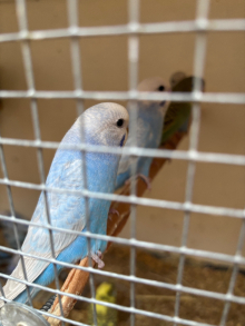 40 baby budgies 
