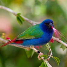 Forbes parrot finch 