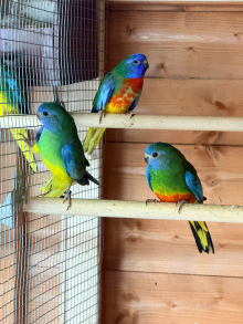 Splendids For Sale 