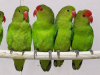 IMG-20260420-WA0021