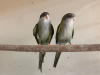 IMG-20260424-WA0021