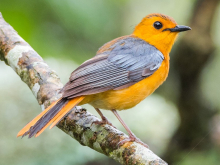 Red capped robin chat( Natal Robin)