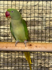 ALEXANDRINE HEN