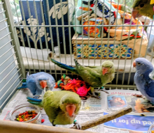 Hand reared Ringnecks for Sale