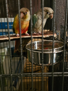 Pairs green cheeks and plumheads