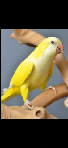 Wanted various birds to make pairs