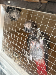 Congo African Grey Pair