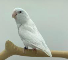 American Celestial Parrotlets