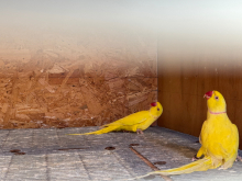 Lutino Indian ring neck male x2  