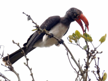 Crowned Hornbill 