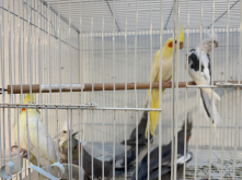 Baby cockatiels