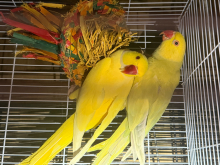 Two Ring neck pairs
