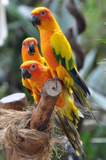 Sun conure male
