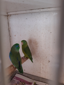 Spectacled Parrotlets / Exchange 