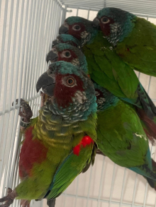 Wanted male Emma’s or pair of Emma’s