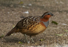 Various Galliformes For Sale