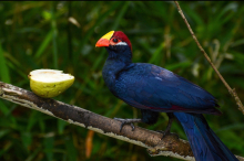Violet/Red​ crested Turaco. 
