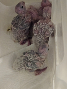 Hand reared baby conures