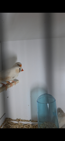 Ccfw zebra finches