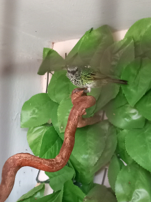 Emerald spottedTanger