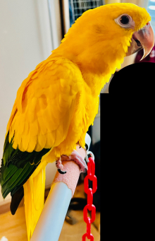 Male Golden Conure for sale