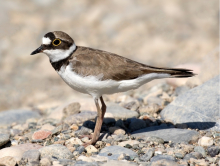 LITTLE RINGED PLOVERS