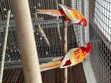 Pair rosellas