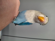 HAND REARED LOVEBIRDS