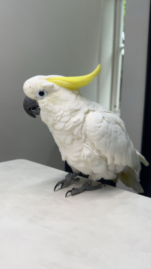 HAND REARED SULPHUR CRESTED COCKATOO