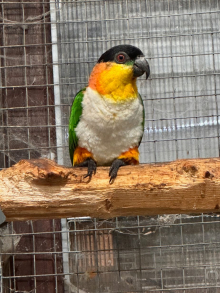 Black-headed Caique wanted