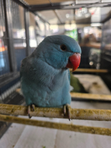 Blue Violet Hand reared Ringneck