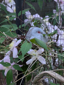 Diamond Dove Unrelated Pair for sale