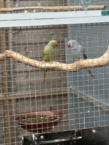 breeding pair ringnecks