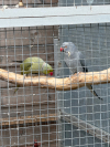 IMG_6808