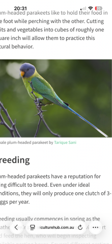 Female plumhead 