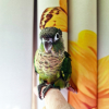 06-green-cheek-conure-tony