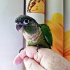 07-green-cheek-conure-rick