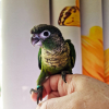 08-green-cheek-conure-parker