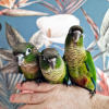 green-cheek-conure-group-dna-male-health-tested-08