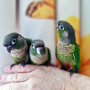 green-cheek-conure-group-dna-male-health-tested-09