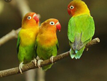 Fischers Lovebirds Flock