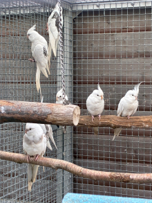 Cockatiels