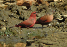  Exotic Finch 