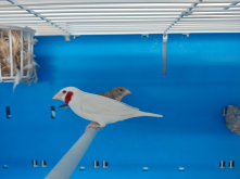 Exotic Finch 