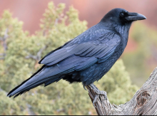  Raven Pair and Hen