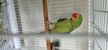 Green split blue alexandrine male