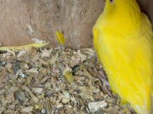 Young Kakariki for sale 