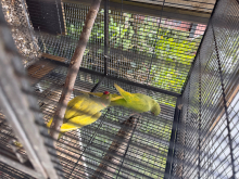Pair of ringnecks